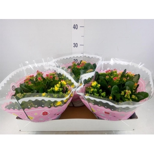 Kalanchoe blos.   ..mix in pot