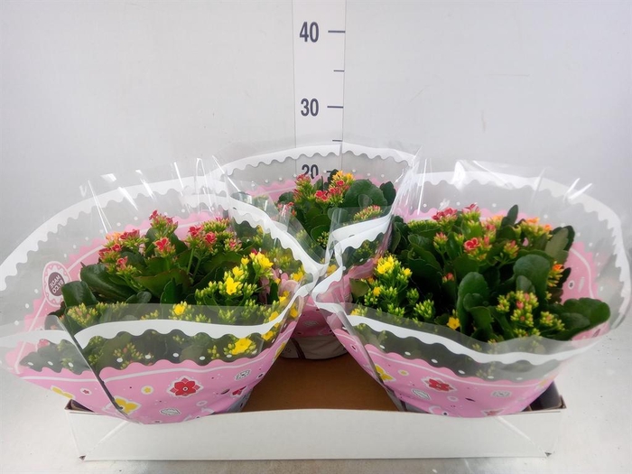 <h4>Kalanchoe blos.   ..mix in pot</h4>