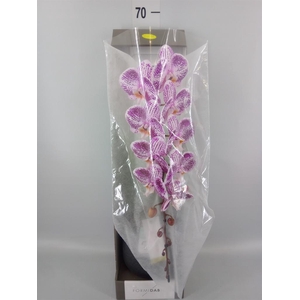 Phalaenopsis   ...lilac