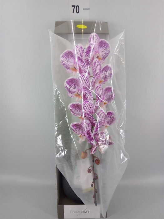 <h4>Phalaenopsis   ...lilac</h4>