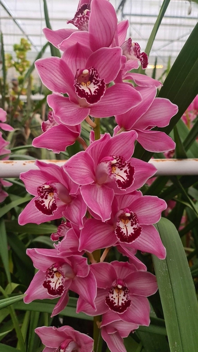 <h4>CYMB T FANTASY 80 CM</h4>