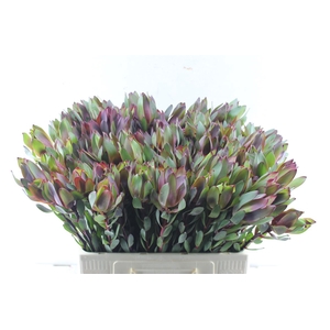 Leucad Senorita