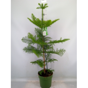 Araucaria heterophylla