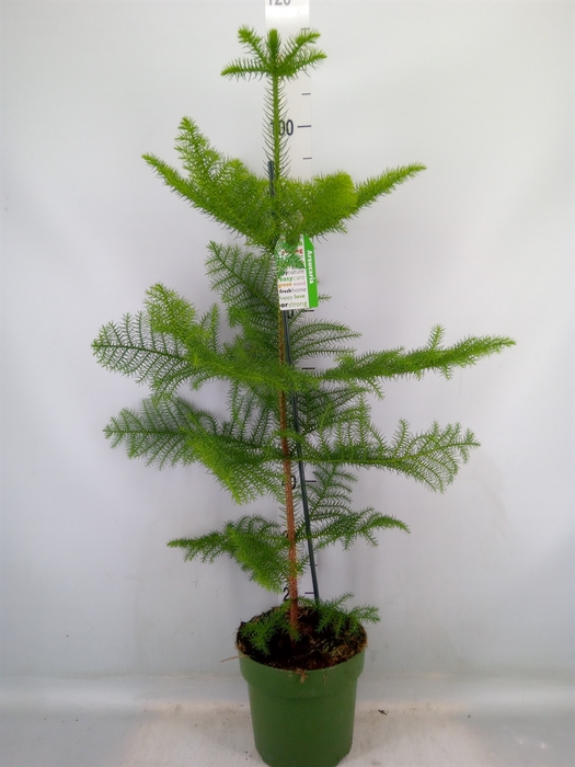 <h4>Araucaria heterophylla</h4>