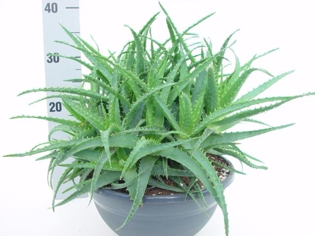 Aloe arborescens