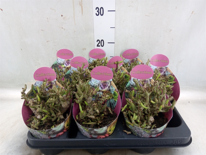 <h4>Succulents   ...</h4>