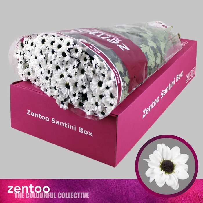 <h4>Chrysanthemum SA 'Yin Yang'</h4>