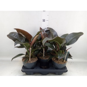 Philodendron  'Imperial Red'