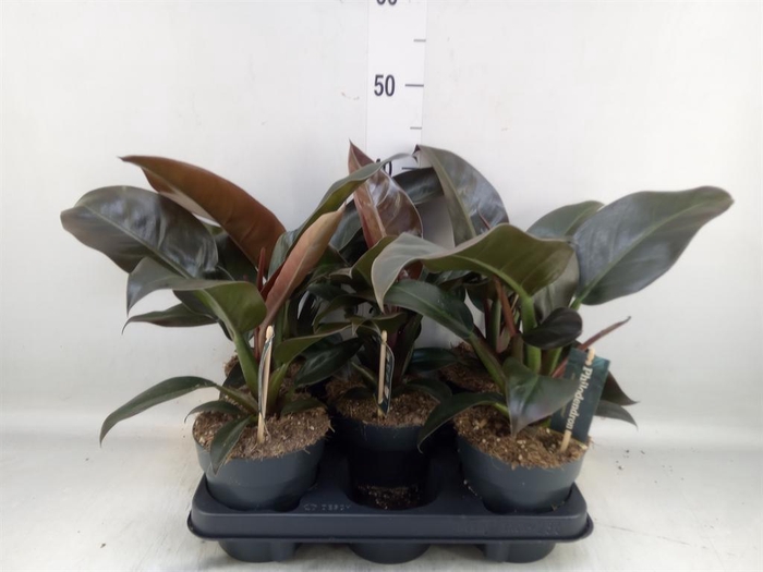 <h4>Philodendron  'Imperial Red'</h4>