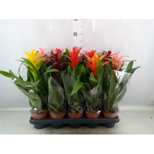 Guzmania   ...mix 5