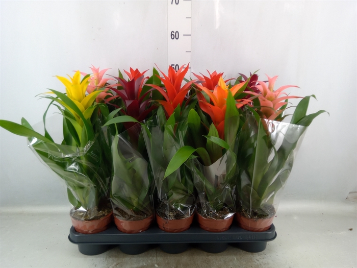 Guzmania   ...mix 5