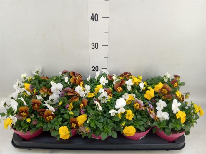 <h4>Viola corn. 'Evo Mini MM Vegas'</h4>