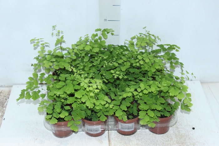 <h4>AVENCA VARIADA P09</h4>