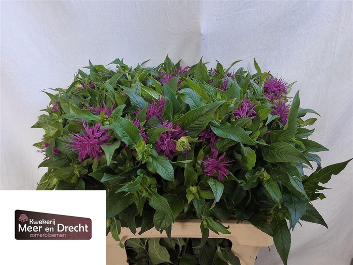<h4>Monarda Purple</h4>