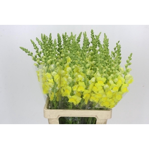 Antirrhinum Potomac Yellow