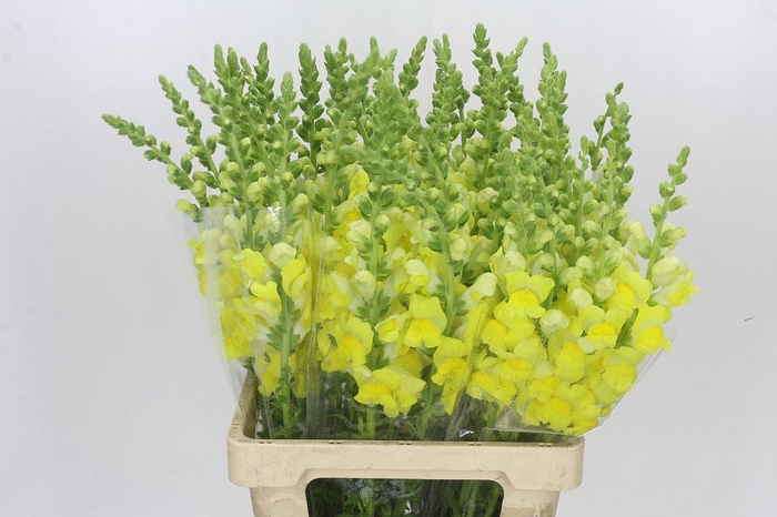 <h4>Antirrhinum Potomac Yellow</h4>