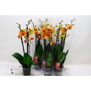 PHAL OV ORANJE