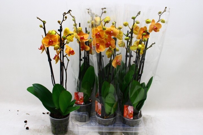 <h4>PHAL OV ORANJE</h4>