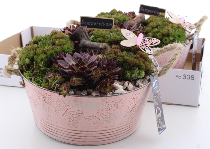 <h4>ARR SEMPERVIVUM</h4>