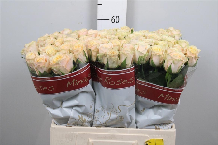 <h4>R Gr Top Fair!</h4>