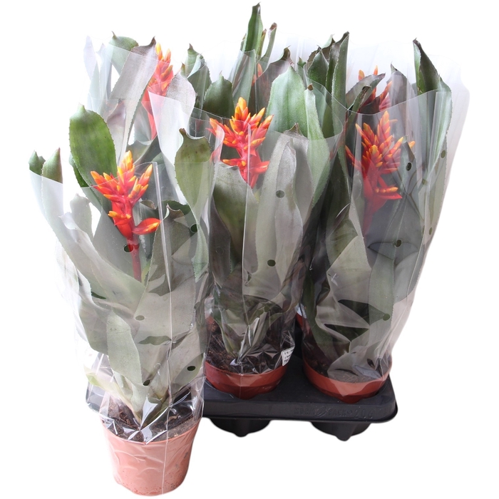 <h4>AECH PE ELEGANT FLAM</h4>