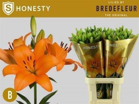 <h4>LI LA HONESTY SUPRA 5</h4>