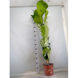 Ficus lyrata