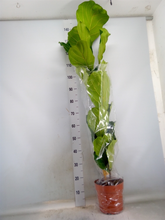 <h4>Ficus lyrata</h4>