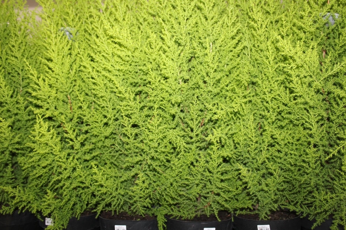 <h4>TUIA HOLANDESA P20</h4>