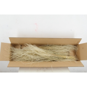 DF Stypha Penatta Bs Natural