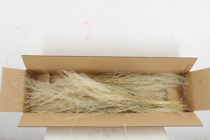 <h4>DF Stypha Penatta Bs Natural</h4>