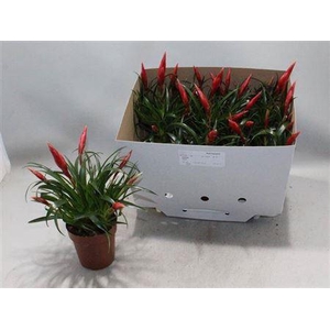 Vries Astrid 3 Branches