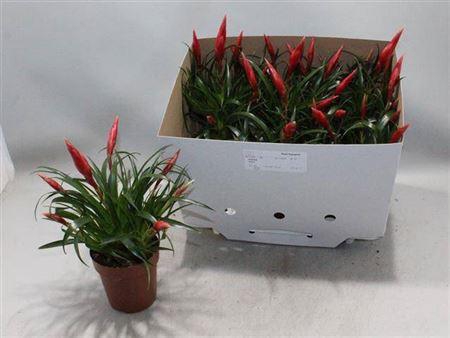 <h4>Vries Astrid 3 Branches</h4>