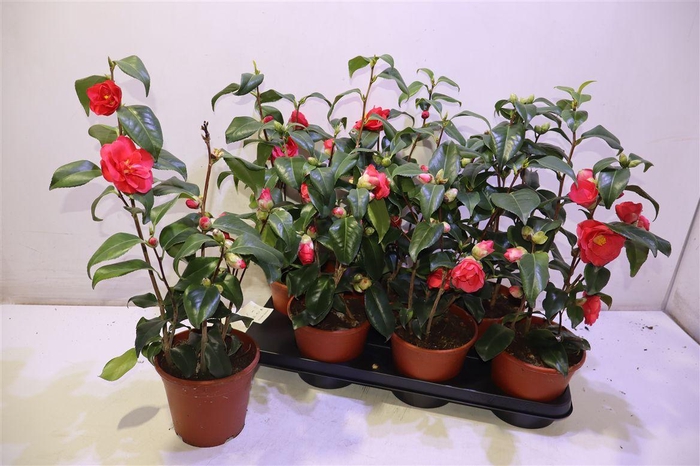 <h4>Came Japonica</h4>