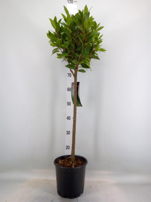 <h4>Laurus nobilis</h4>