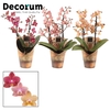 Phalaenopsis Multifloratypes mixed