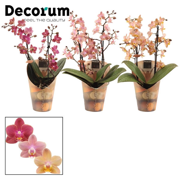 <h4>Phalaenopsis Perfíum 2+ tak mix (Decorum)</h4>