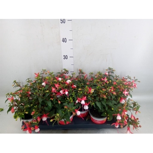 Fuchsia  'Bella Fuchsia Hilda'
