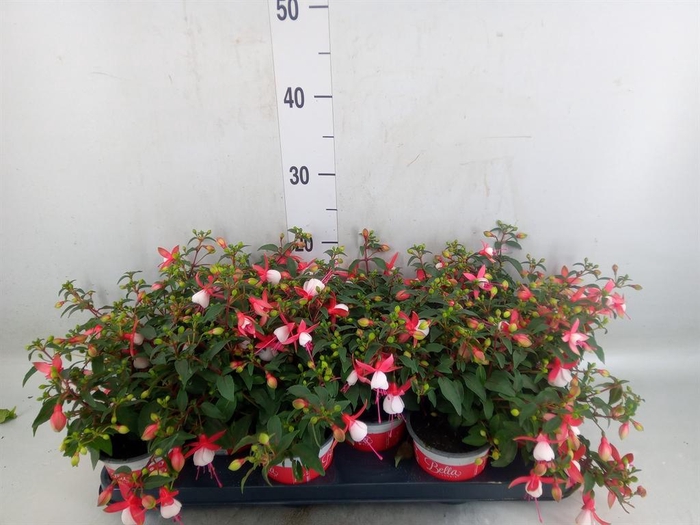 <h4>Fuchsia  'Bella Fuchsia Hilda'</h4>