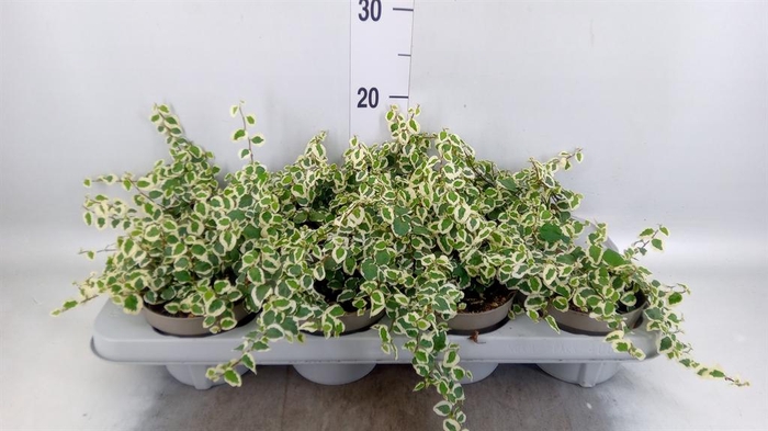 <h4>Ficus pumila 'Belle Sunny'</h4>