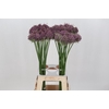 Allium Hairy Friend