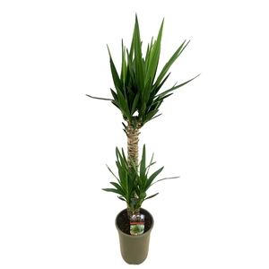 Yucca