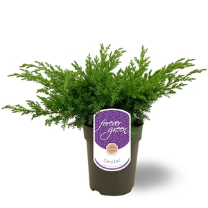 Juniperus squamata 'Blue Swede' P15