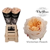 R GR VICTORIA PEACH@