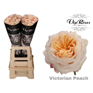 R GR VICTORIA PEACH@ x 20