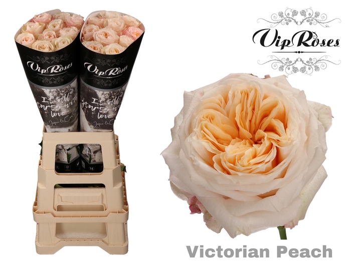 R GR VICTORIA PEACH@ x 20