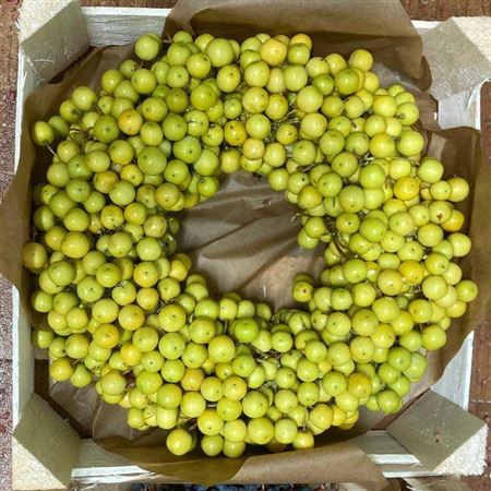 Wr Sierfruit Mini Pyracantha 12 Cm