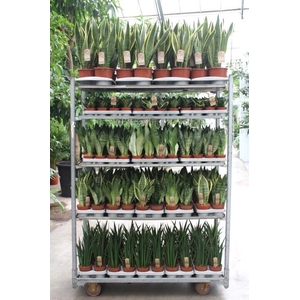 Sansevieria mixkar Rough&Tough