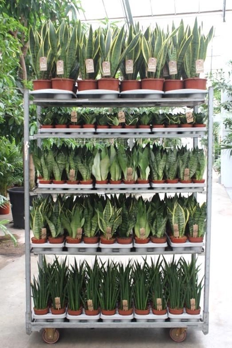 <h4>Sansevieria mixkar Rough&Tough</h4>