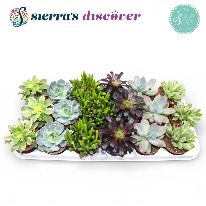<h4>Succulent Mix P8.5</h4>